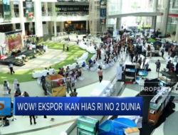Luar Biasa! Indonesia Menduduki Peringkat Kedua dalam Ekspor Ikan Hias Global.