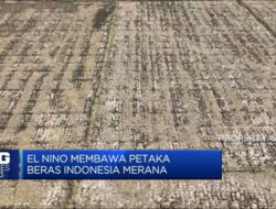 El Nino pada Tahun 2023 Menyebabkan Bencana, Bagaimana Dampaknya Terhadap Produksi Beras?