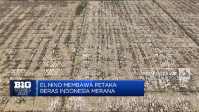 El Nino pada Tahun 2023 Menyebabkan Bencana, Bagaimana Dampaknya Terhadap Produksi Beras?