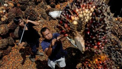 Petani dan Bos Sawit Setuju Memilih Capres dengan Pakta 20 Juta Deal