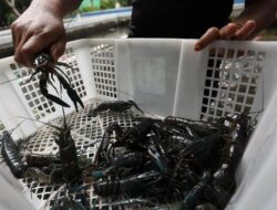 Menteri Trenggono Berencana Membuka Peluang Ekspor Benih Lobster ke Vietnam