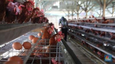 Peternak Bantai Ayam Massal Akibat Harga Telur Anjlok