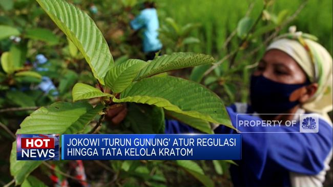 Video: Tata kelola Kratom dan Konflik Militer antara China dan Filipina di LCS