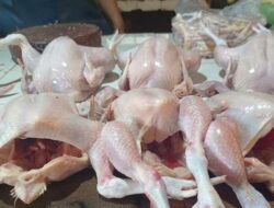 Penurunan Harga Daging Ayam Berkelanjutan Membantu Mengatasi Deflasi di Indonesia, Peternak Menyuarakan Keluh kesah