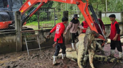 Petani di negara Tetangga RI membantai 125 Buaya Langka karena Alasan Tertentu