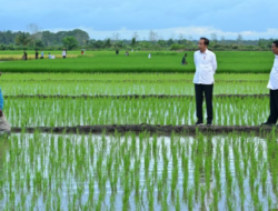 Aktivis Papua Mendesak Dihentikannya Proyek Satu Juta Hektar Sawah di Merauke