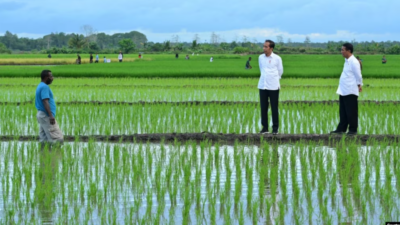 Aktivis Papua Mendesak Dihentikannya Proyek Satu Juta Hektar Sawah di Merauke