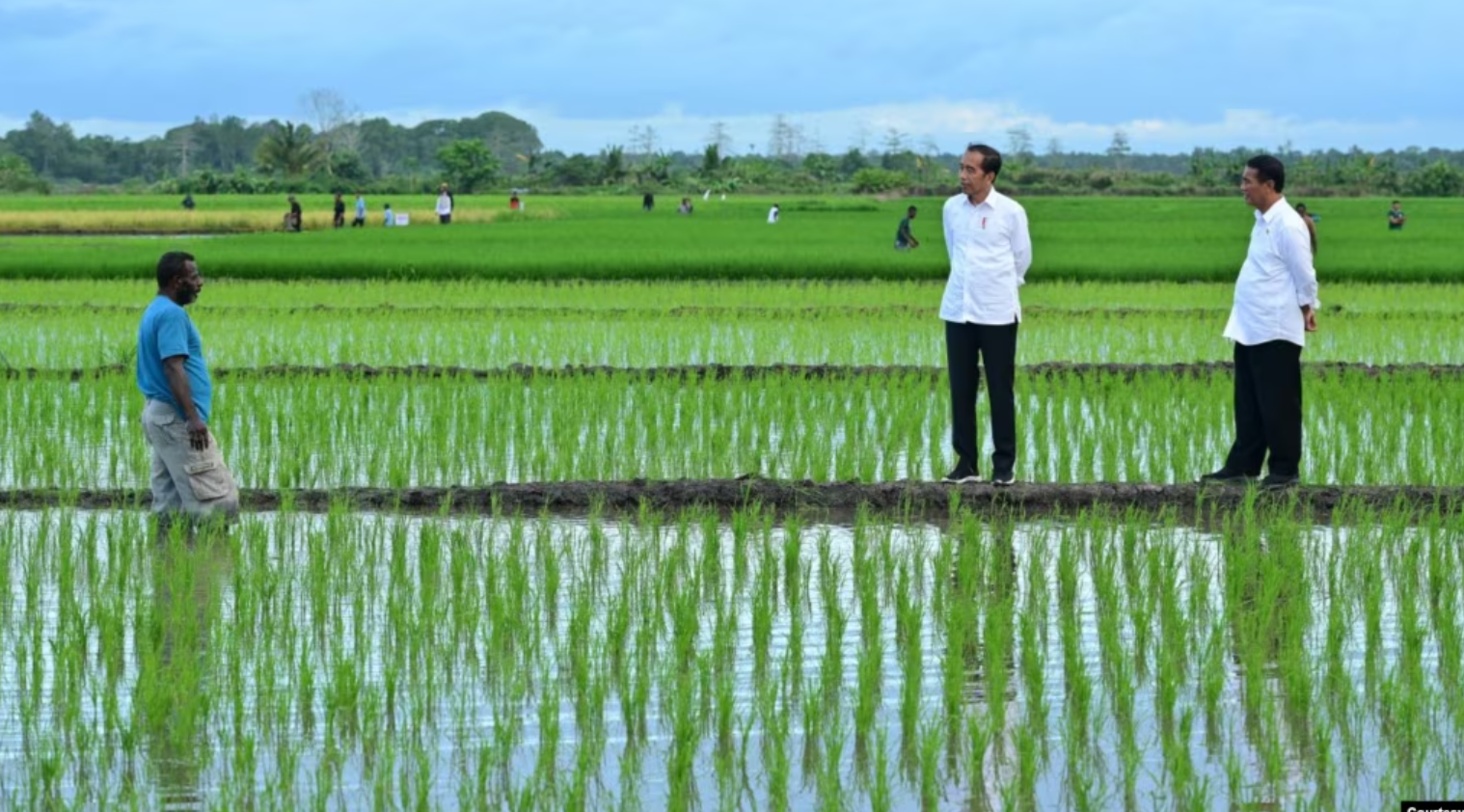 Aktivis Papua Mendesak Dihentikannya Proyek Satu Juta Hektar Sawah di Merauke