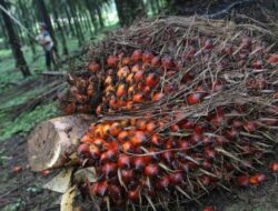 “Tips Ekonomi Tumbuh 8% dari Ide Prabowo yang Diinspirasi Soeharto”