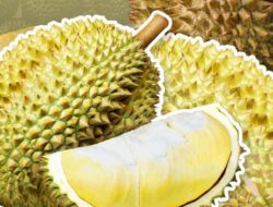 Manisnya Durian RI Incar Pasar China, Bersaing dengan Thailand-Vietnam