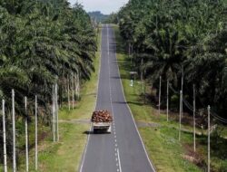 Tarif Impor Sawit Indonesia: Dampak Kebijakan Trump