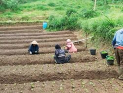 Agroforestri di Arista Montana: Pertanian Organik yang Berkelanjutan