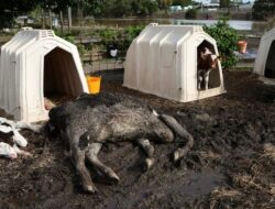 Kerusakan Ribuan Properti dan Kematian Sapi: Analisis dan Solusi