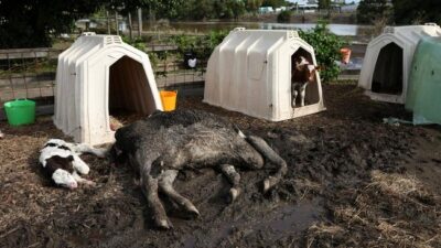 Kerusakan Ribuan Properti dan Kematian Sapi: Analisis dan Solusi