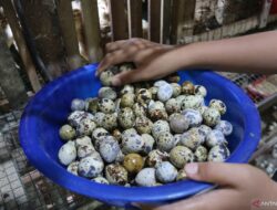 8 Manfaat Telur Puyuh untuk Tumbuh Kembang Bayi Optimal