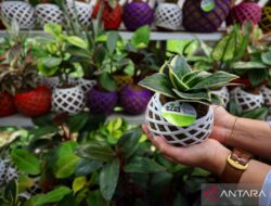 8 Manfaat Tanaman Hias di Halaman Rumah: Keindahan dan Kesehatan